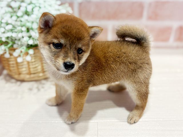 神奈川県の豆柴 (ペッツファースト横浜元町店/2025年6月23日生まれ/女の子/赤)の子犬の2枚目の画像