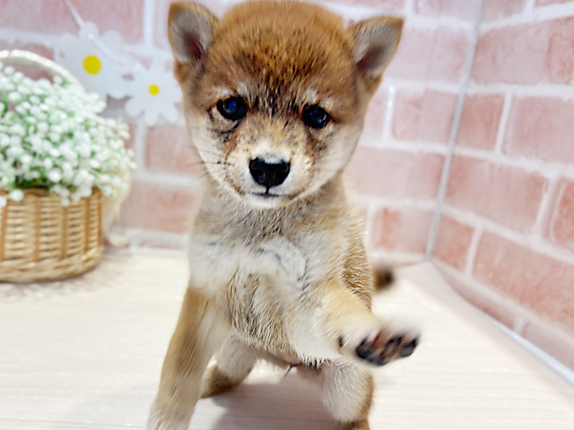 神奈川県の豆柴 (ペッツファースト横浜元町店/2025年6月23日生まれ/女の子/赤)の子犬の3枚目の画像