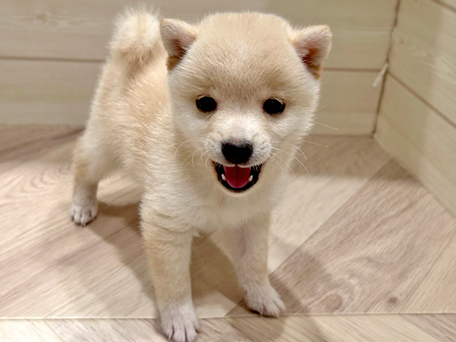 豆柴