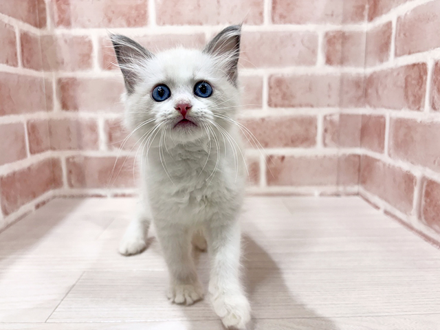 神奈川県のラグドール (ペッツファーストfor cats横浜元町店/2025年6月23日生まれ/女の子/ブルーポイントバイカラー)の子猫の1枚目の画像