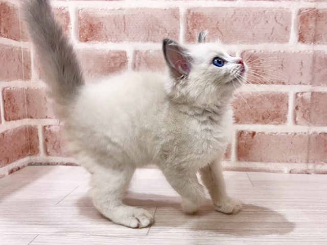 神奈川県のラグドール (ペッツファーストfor cats横浜元町店/2025年6月23日生まれ/女の子/ブルーポイントバイカラー)の子猫の2枚目の画像