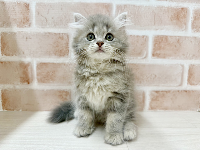 大阪府のラガマフィン (ペッツファースト茨木店/2025年6月22日生まれ/男の子/ブルータビー)の子猫の1枚目の画像