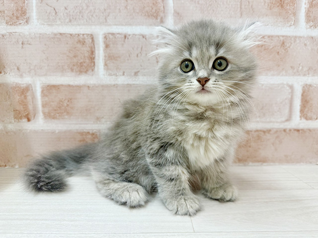 大阪府のラガマフィン (ペッツファースト茨木店/2025年6月22日生まれ/男の子/ブルータビー)の子猫の2枚目の画像