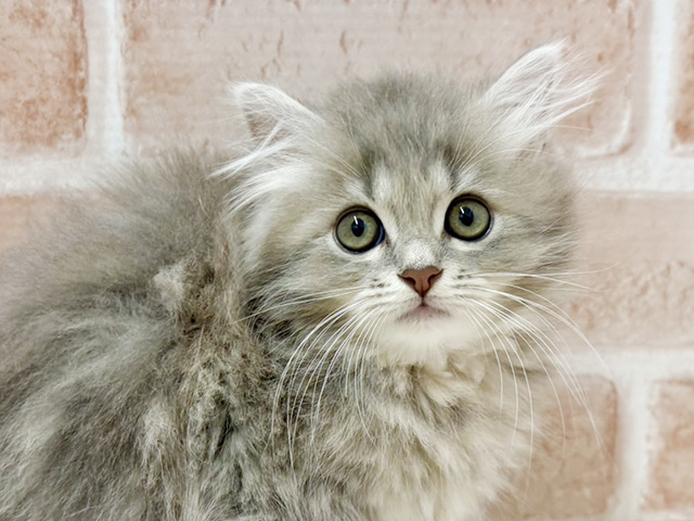 大阪府のラガマフィン (ペッツファースト茨木店/2025年6月22日生まれ/男の子/ブルータビー)の子猫の3枚目の画像