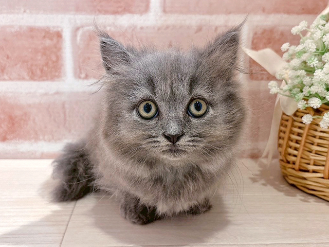 東京都のミヌエット (ペッツファースト自由が丘店/2025年6月24日生まれ/男の子/ブルー)の子猫の1枚目の画像