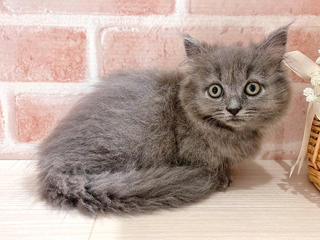 東京都のミヌエット (ペッツファースト自由が丘店/2025年6月24日生まれ/男の子/ブルー)の子猫の2枚目の画像