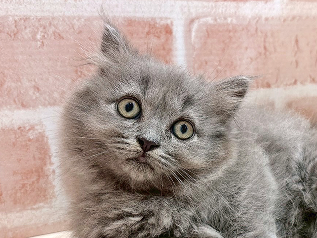 東京都のミヌエット (ペッツファースト自由が丘店/2025年6月24日生まれ/男の子/ブルー)の子猫の3枚目の画像