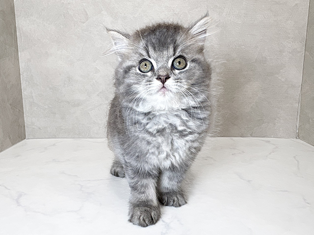 東京都のラガマフィン (ペッツファースト神楽坂店/2025年6月24日生まれ/男の子/ブルータビー)の子猫の1枚目の画像