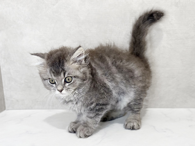 東京都のラガマフィン (ペッツファースト神楽坂店/2025年6月24日生まれ/男の子/ブルータビー)の子猫の2枚目の画像