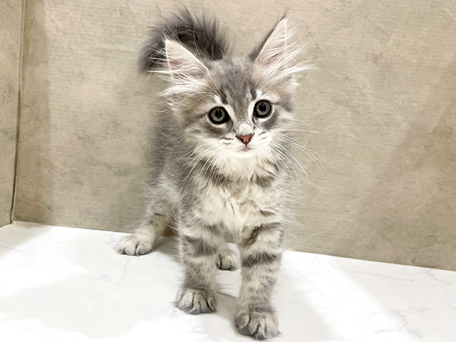東京都のラガマフィン (ペッツファースト中野店/2025年6月24日生まれ/女の子/ブルータビー)の子猫の1枚目の画像