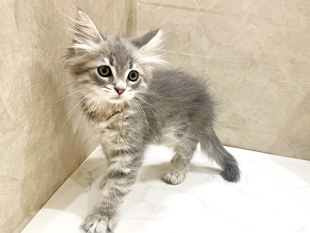 東京都のラガマフィン (ペッツファースト中野店/2025年6月24日生まれ/女の子/ブルータビー)の子猫の2枚目の画像
