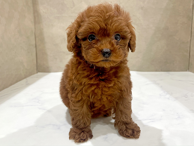 東京都のタイニープードル (ペッツファースト中野店/2025年6月24日生まれ/女の子/レッド)の子犬の1枚目の画像