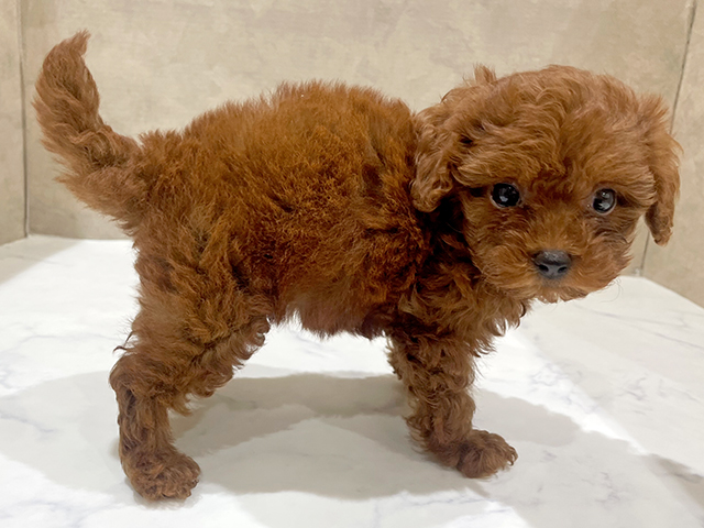 東京都のタイニープードル (ペッツファースト中野店/2025年6月24日生まれ/女の子/レッド)の子犬の2枚目の画像