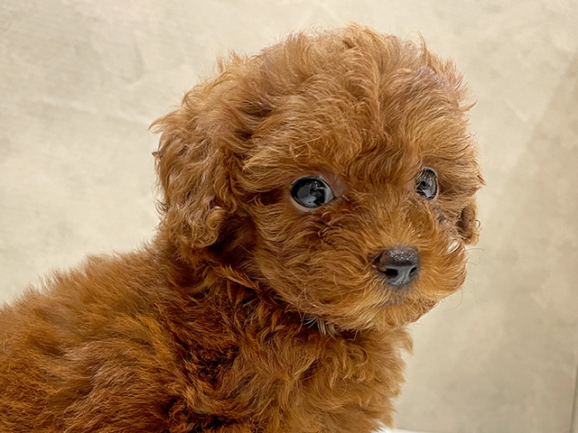 東京都のタイニープードル (ペッツファースト中野店/2025年6月24日生まれ/女の子/レッド)の子犬の3枚目の画像
