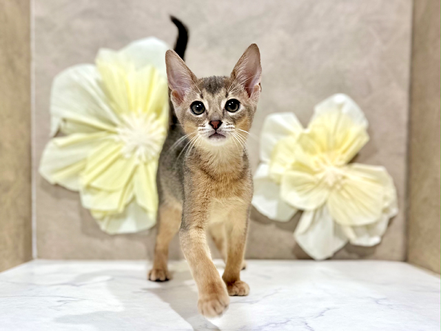 東京都のアビシニアン (ペッツファースト原宿店/2025年6月20日生まれ/女の子/ブルー)の子猫の1枚目の画像