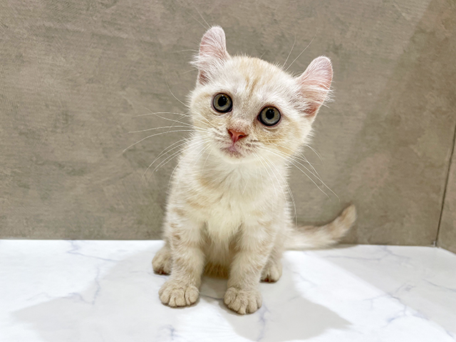 東京都のアメリカンカール (ペッツファースト中野店/2025年6月18日生まれ/女の子/カメオタビー)の子猫の1枚目の画像