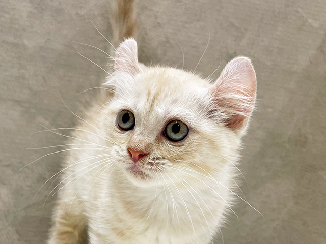 東京都のアメリカンカール (ペッツファースト中野店/2025年6月18日生まれ/女の子/カメオタビー)の子猫の3枚目の画像