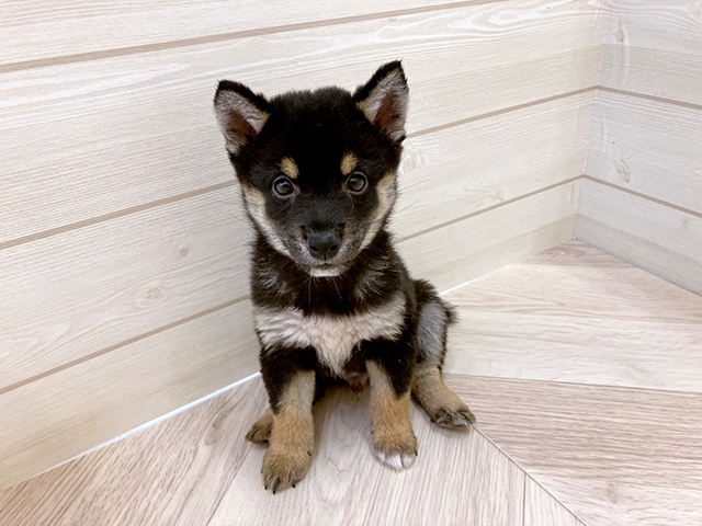 福岡県の豆柴 (ペッツファースト大牟田店/2025年6月24日生まれ/男の子/黒)の子犬の1枚目の画像