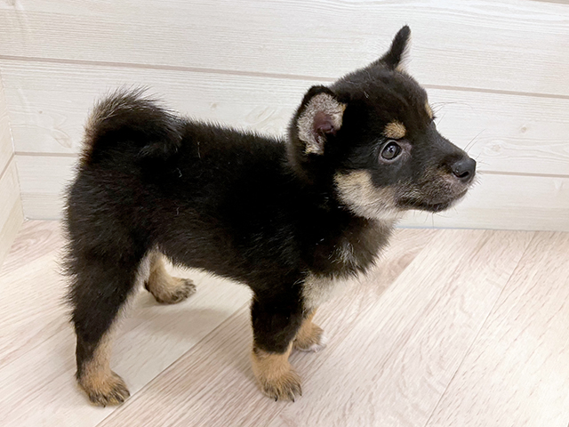 福岡県の豆柴 (ペッツファースト大牟田店/2025年6月24日生まれ/男の子/黒)の子犬の2枚目の画像