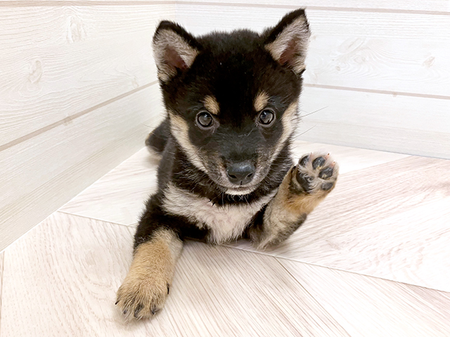 福岡県の豆柴 (ペッツファースト大牟田店/2025年6月24日生まれ/男の子/黒)の子犬の3枚目の画像