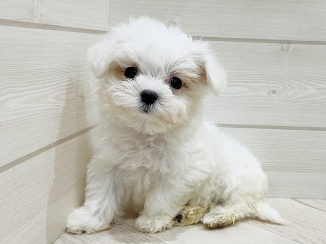 福岡県のマルチーズ (ペッツファースト筑紫野店/2025年6月18日生まれ/男の子/ホワイト)の子犬