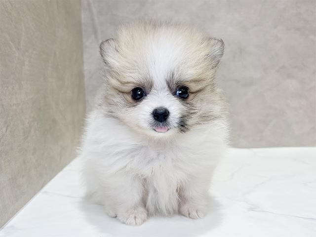 東京都のポメラニアン (ペッツファースト新宿店/2025年6月24日生まれ/女の子/パーティーカラー)の子犬の1枚目の画像