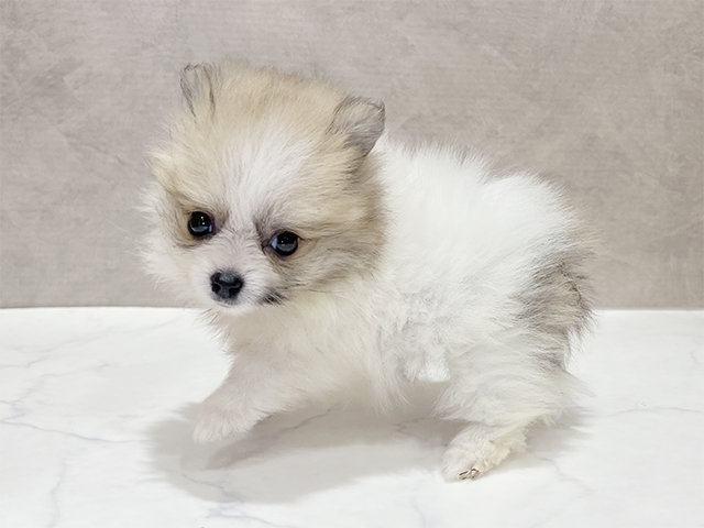 東京都のポメラニアン (ペッツファースト新宿店/2025年6月24日生まれ/女の子/パーティーカラー)の子犬の2枚目の画像