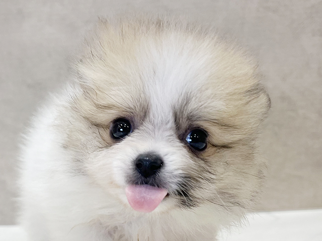 東京都のポメラニアン (ペッツファースト新宿店/2025年6月24日生まれ/女の子/パーティーカラー)の子犬の3枚目の画像