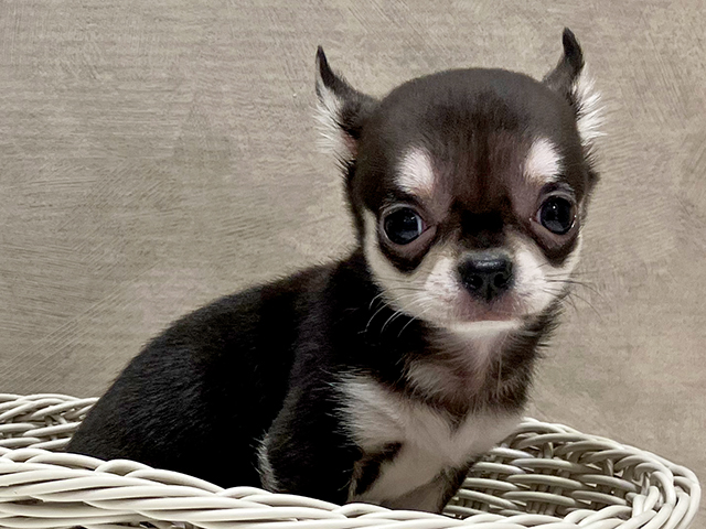 チワワ 茶屋町店 │ペッツファースト公式サイト