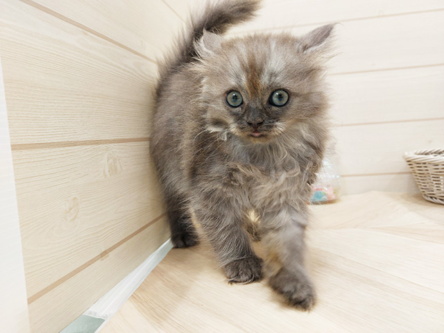 広島県のラガマフィン (ペッツファースト広島府中店/2025年6月25日生まれ/女の子/ブルー)の子猫の1枚目の画像