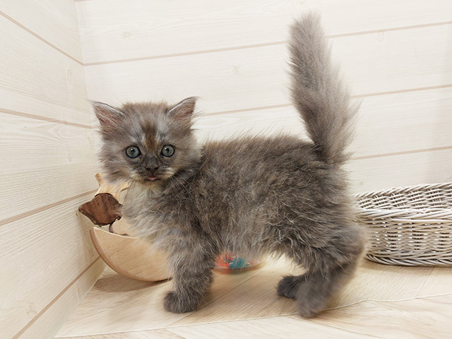 広島県のラガマフィン (ペッツファースト広島府中店/2025年6月25日生まれ/女の子/ブルー)の子猫の2枚目の画像