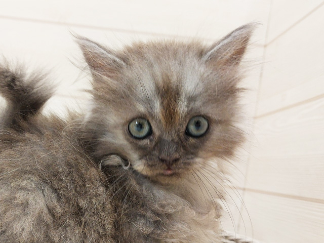 広島県のラガマフィン (ペッツファースト広島府中店/2025年6月25日生まれ/女の子/ブルー)の子猫の3枚目の画像