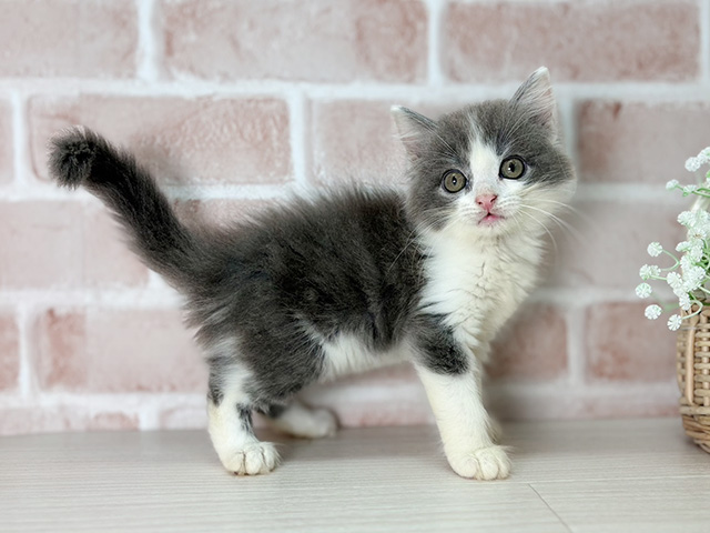 京都府のラガマフィン (ペッツファースト京都店/2025年6月25日生まれ/男の子/ブルーホワイト)の子猫の2枚目の画像