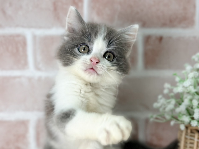 京都府のラガマフィン (ペッツファースト京都店/2025年6月25日生まれ/男の子/ブルーホワイト)の子猫の3枚目の画像
