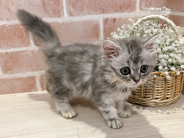東京都のラガマフィン (ペッツファースト町田店/2025年6月24日生まれ/女の子/ブルーシルバータビー)の子猫の2枚目の画像