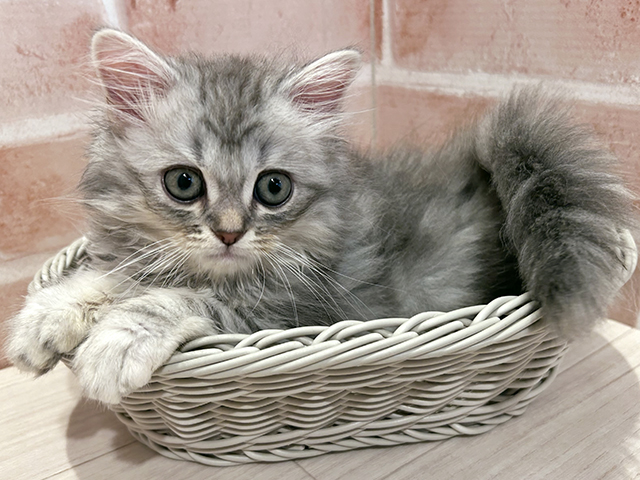 東京都のラガマフィン (ペッツファースト町田店/2025年6月24日生まれ/女の子/ブルーシルバータビー)の子猫の3枚目の画像