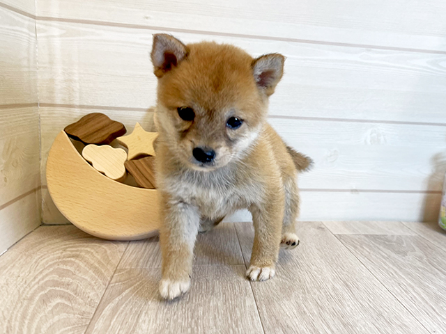愛知県の豆柴 (ペッツファースト大高店/2025年6月25日生まれ/女の子/赤)の子犬