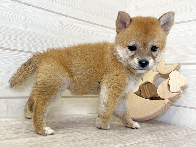 愛知県の豆柴 (ペッツファースト大高店/2025年6月25日生まれ/女の子/赤)の子犬の2枚目の画像