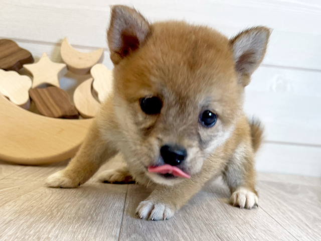 愛知県の豆柴 (ペッツファースト大高店/2025年6月25日生まれ/女の子/赤)の子犬の3枚目の画像