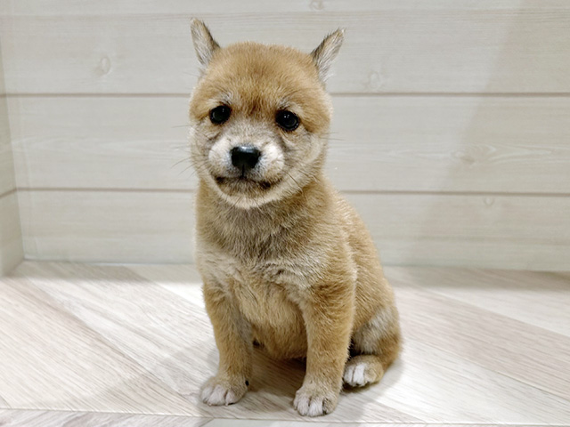 東京都の豆柴 (ペッツファースト豊洲店/2025年6月25日生まれ/女の子/赤)の子犬の1枚目の画像