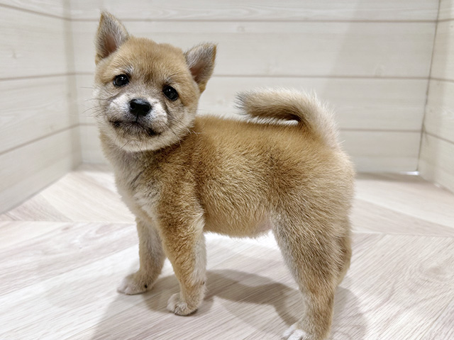 東京都の豆柴 (ペッツファースト豊洲店/2025年6月25日生まれ/女の子/赤)の子犬の2枚目の画像