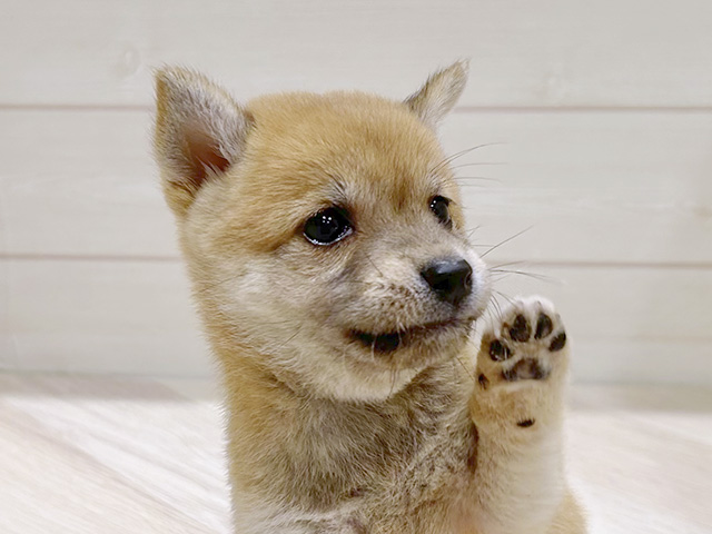 東京都の豆柴 (ペッツファースト豊洲店/2025年6月25日生まれ/女の子/赤)の子犬の3枚目の画像