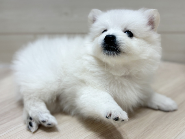 ミックス ららぽーと門真店 │ペッツファースト公式サイト