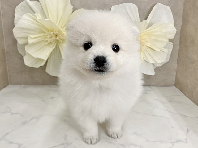 奈良県のハーフ犬・ミックス犬 (ペッツファースト橿原店/2025年6月25日生まれ/女の子/ホワイトクリーム)の子犬の1枚目の画像