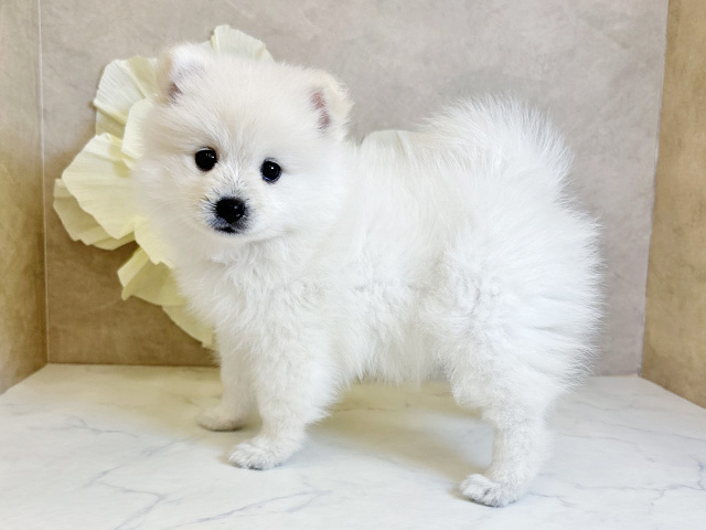 奈良県のハーフ犬・ミックス犬 (ペッツファースト橿原店/2025年6月25日生まれ/女の子/ホワイトクリーム)の子犬の2枚目の画像