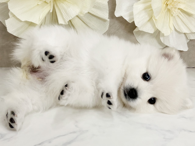 奈良県のハーフ犬・ミックス犬 (ペッツファースト橿原店/2025年6月25日生まれ/女の子/ホワイトクリーム)の子犬の3枚目の画像