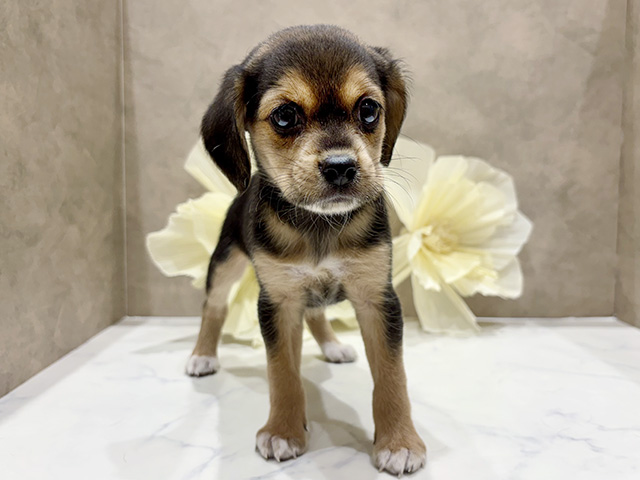 奈良県のハーフ犬・ミックス犬 (ペッツファースト橿原店/2025年6月25日生まれ/女の子/ブラックタンホワイト)の子犬の1枚目の画像