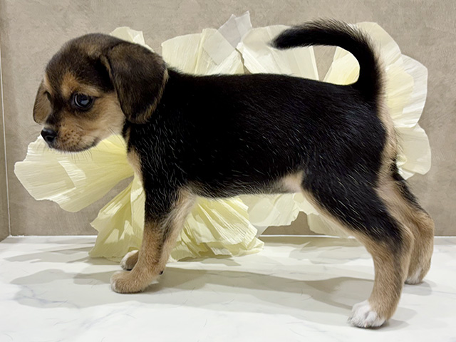 奈良県のハーフ犬・ミックス犬 (ペッツファースト橿原店/2025年6月25日生まれ/女の子/ブラックタンホワイト)の子犬の2枚目の画像
