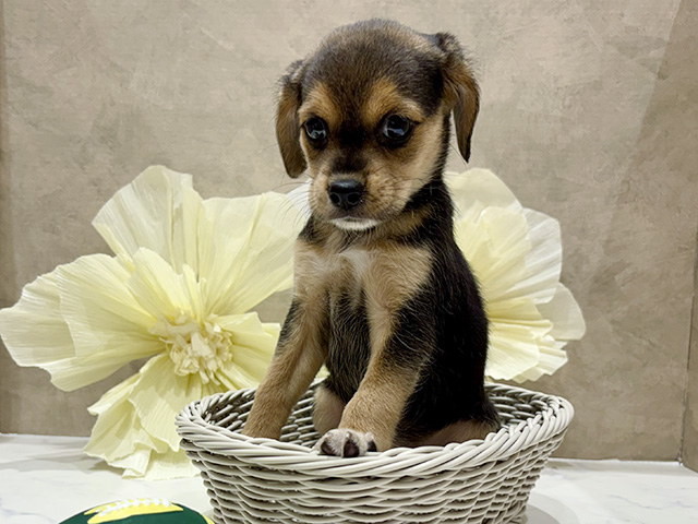 奈良県のハーフ犬・ミックス犬 (ペッツファースト橿原店/2025年6月25日生まれ/女の子/ブラックタンホワイト)の子犬の3枚目の画像