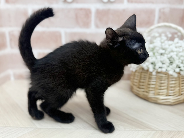 東京都のボンベイ (ペッツファーストfor cats武蔵小山店/2025年6月23日生まれ/女の子/ブラック)の子猫の2枚目の画像